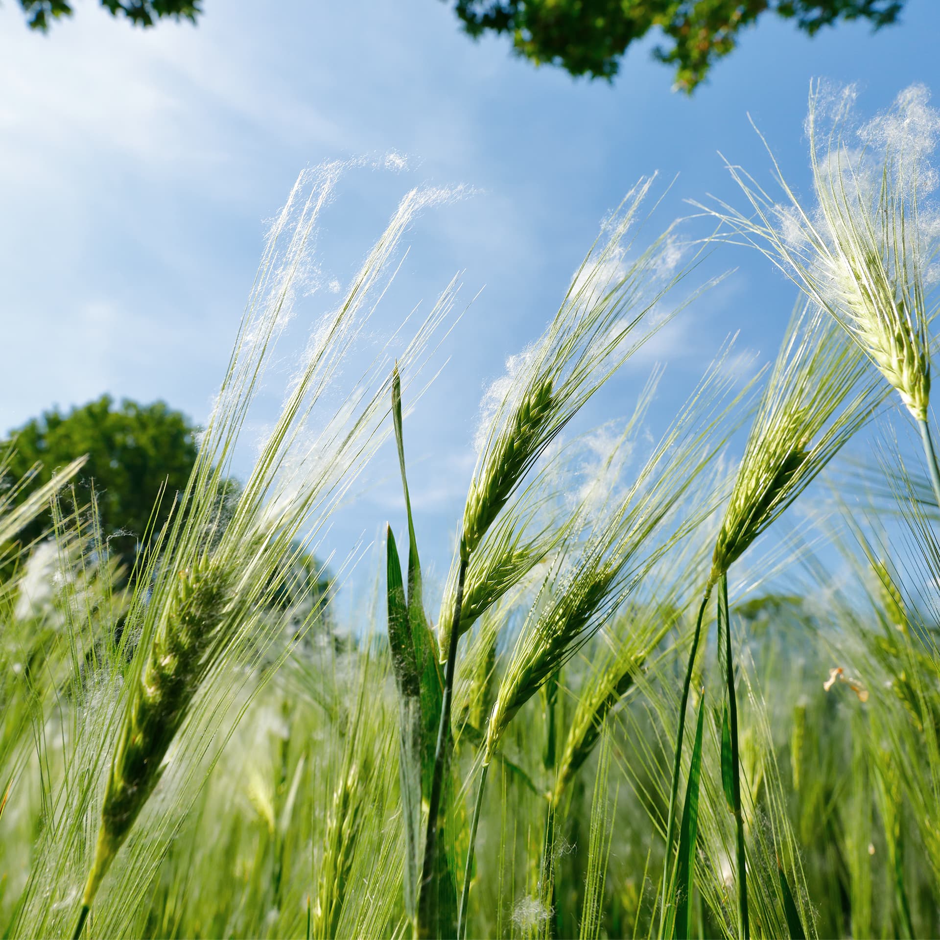 Getreideähren mit blauem Himmel